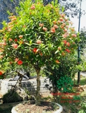 CÂY HOA MẪU ĐƠN TA (TRUYỀN THỐNG)
