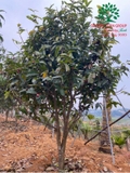 CÂY HOA HẢI ĐƯỜNG
