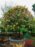 CÂY HOA MẪU ĐƠN TA (TRUYỀN THỐNG)