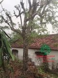 Cây Khế