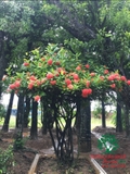 CÂY HOA MẪU ĐƠN TA (TRUYỀN THỐNG)