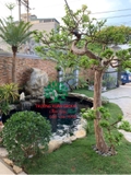 CÂY ỔI