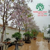 HOA BAN