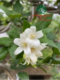 Cây Hoa Nguyệt Quế