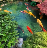Hồ cá Koi 47