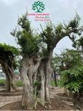 CÂY DUỐI