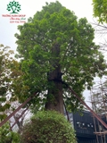 CÂY NHỘI
