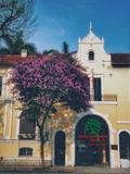 Cây Bằng Lăng