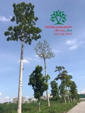 CÂY BÁNG