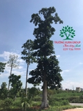 CÂY BÁNG