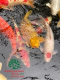 Hồ cá Koi 35