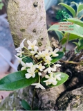 CÂY HOA MỘC HƯƠNG