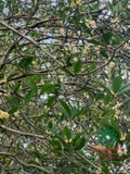 CÂY HOA MỘC HƯƠNG