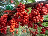 Cây Dâu Da Đất