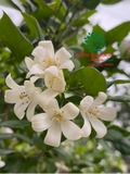 Cây Hoa Nguyệt Quế