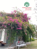 Hoa Giấy