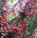 Cây Dâu Da Đất