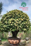 CÂY HOA MẪU ĐƠN TA (TRUYỀN THỐNG)