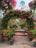 Hoa Giấy