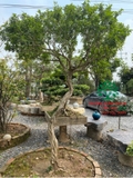 Cây Hoa Nguyệt Quế