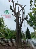 Cây Khế
