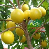 Cây Vú Sữa