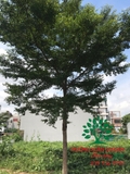 CÂY BÀNG ĐÀI LOAN