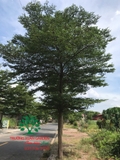 CÂY BÀNG ĐÀI LOAN
