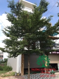 CÂY BÀNG ĐÀI LOAN