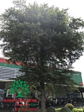 CÂY BÀNG ĐÀI LOAN