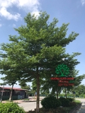 CÂY BÀNG ĐÀI LOAN