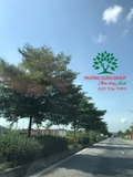 CÂY BÀNG ĐÀI LOAN