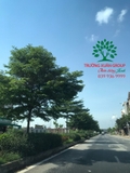 CÂY BÀNG ĐÀI LOAN