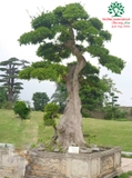 CÂY DUỐI