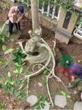 CÂY VẢ