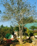 CÂY HOA MỘC HƯƠNG