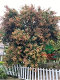 Cây Xoài