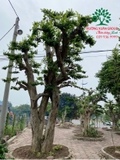 CÂY DUỐI