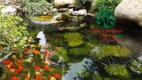 Hồ cá Koi 51