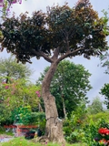Cây Vú Sữa