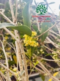 CÂY HOA MỘC HƯƠNG