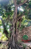 Cây Nhãn