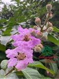 Cây Bằng Lăng