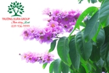Cây Bằng Lăng