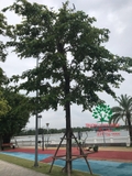 Cây Bằng Lăng