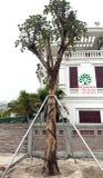Cây Bồ Đề