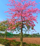 Cây Mỹ Nhân