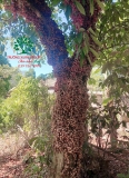 Cây Dâu Da Đất