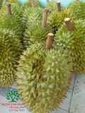 Cây Sầu Riêng