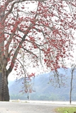 Cây Gạo